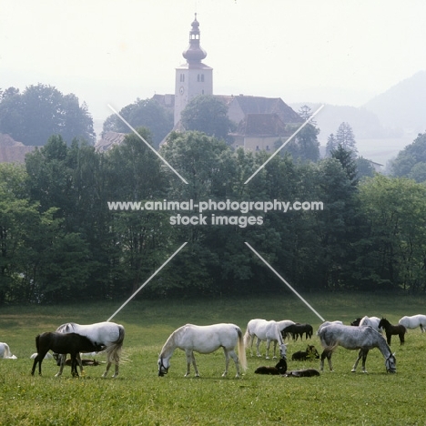 classic scene of lipizzaner mares and foals at piber