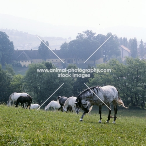 lipizzaner mare rubbing her head on her leg among mares and foals at piber