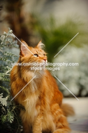 Maine Coon in garden. 