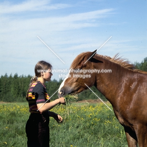 Finnish Horse eating grass with girl