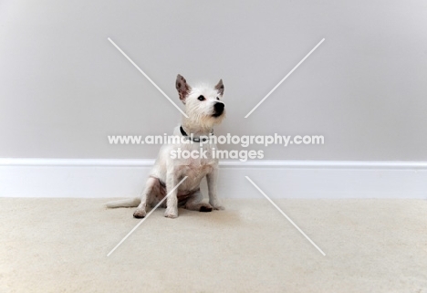 white Jack Russel Terrier sitting on carpet, in front of wall 