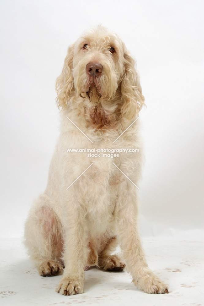 Australian Champion White & Orange Italian Spinone