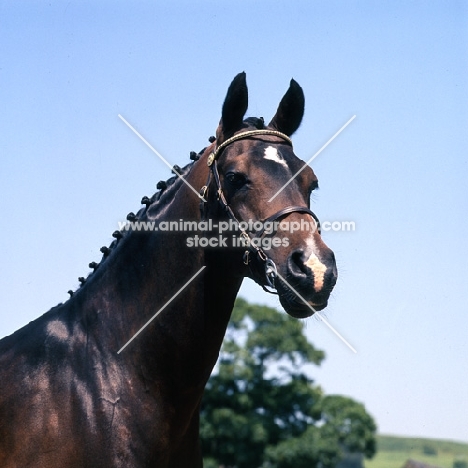 Dolichos, Anglo Arab UK head study