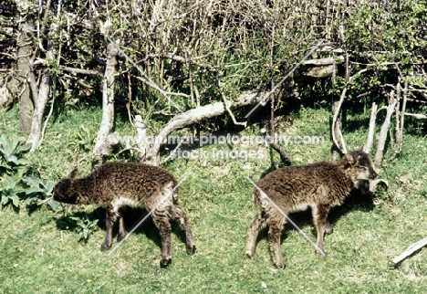 soay lambs eating shrubs