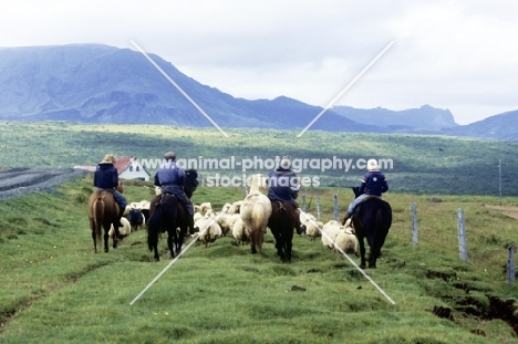 icelanders, riding iceland horses driving sheep on a track in iceland