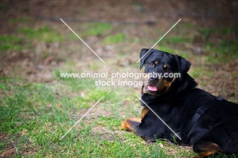 happy rottweiler smiling while resting in the grass