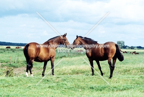 two old type holstein mares in a field in germany