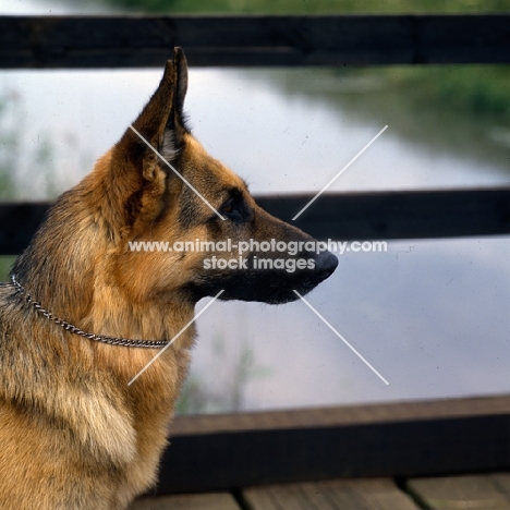 ch acresway  gundo,  german shepherd dog head study