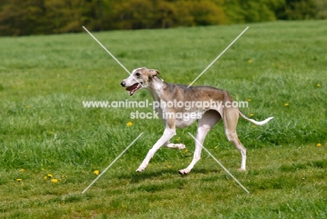 hortaya borzaya, south russian sighthound, running in park