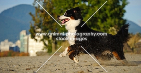 young Bernese Mountain Dog running on sand