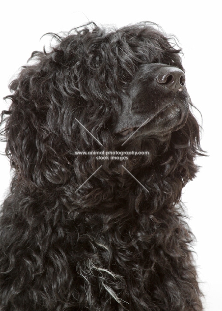 Australian Champion Portuguese Water Dog, portrait