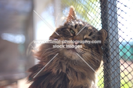 Natural light portrait of beautiful male norwegian forest cat