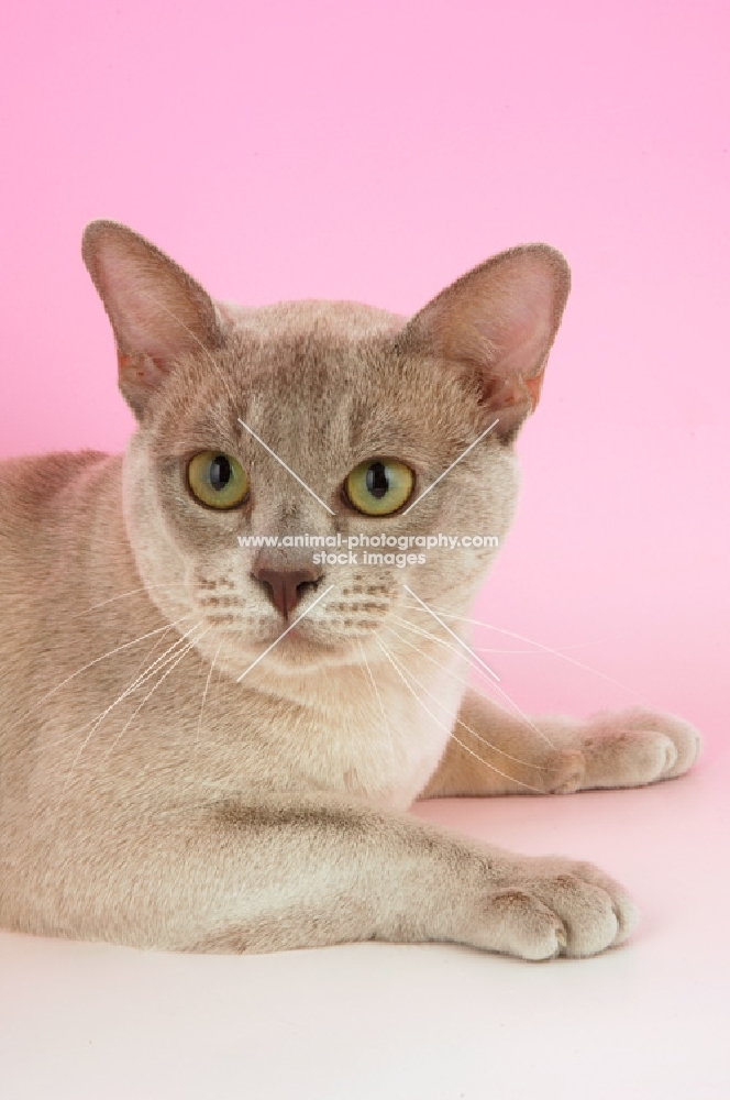 lilac burmese portrait