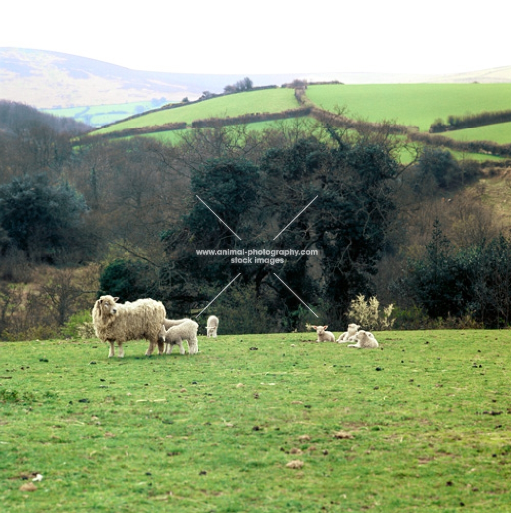 whiteface dartmoor ewe and lambs in a field
