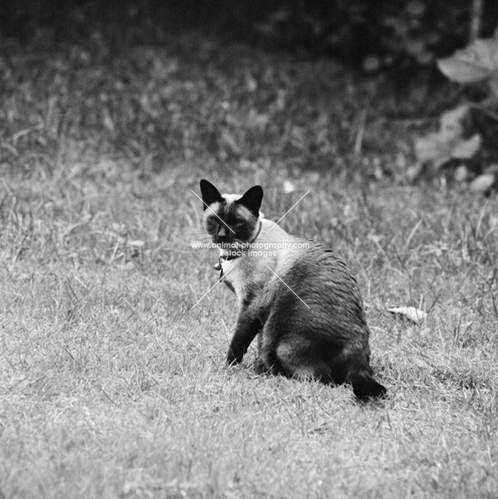 siamese cat 