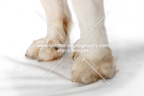 Pyrenean Mastiff feet