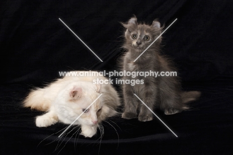 American Curl cat and kitten on black background