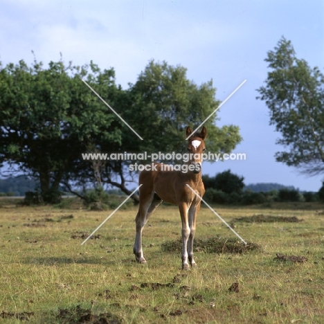 new forest foal looking at camera