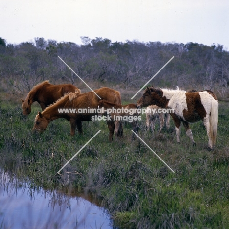 Group of Chincoteague ponies grazing