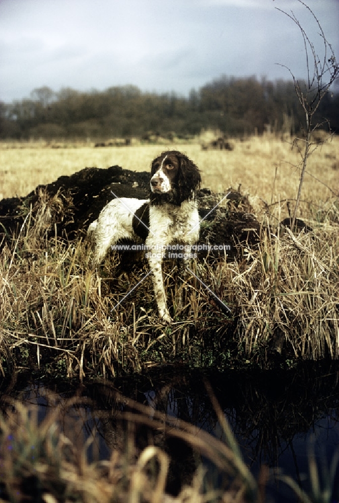 english springer spaniel ready to work