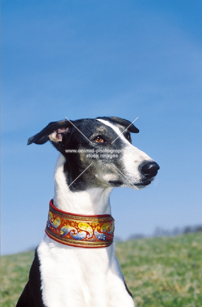 Polish Greyhound, blue sky background