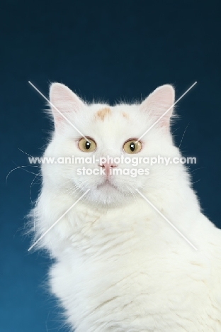 Turkish Van