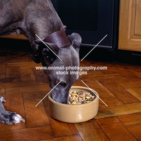 lurcher eating from food bowl