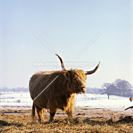 highland cow eating straw in snow landscape