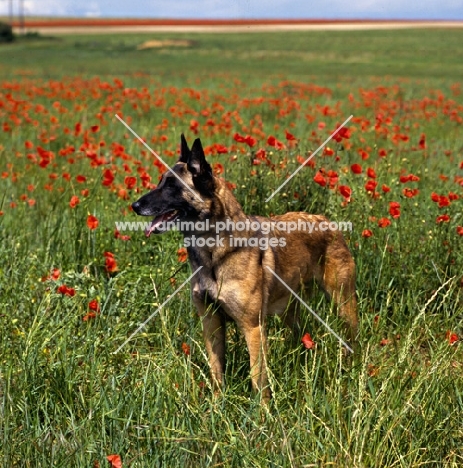 folly, malinois from sabrefield, in poppy field