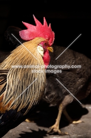 Leghorn cockerel