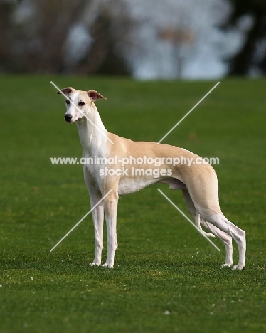 Whippet, side view