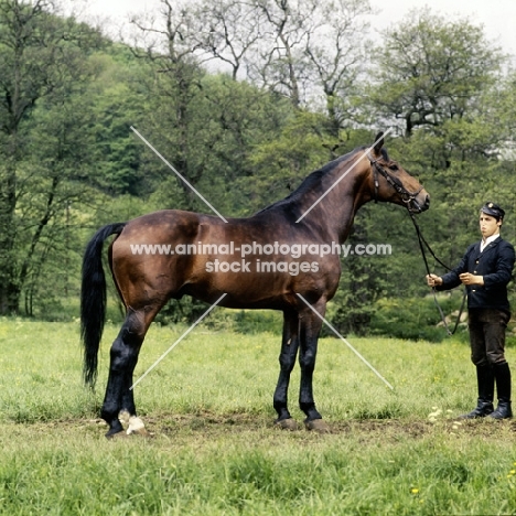 helikon, marbach stallion, trakehener brand, 