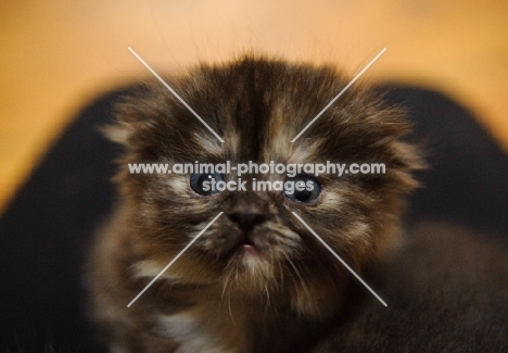 Scottish Fold kitten sitting on lap. 