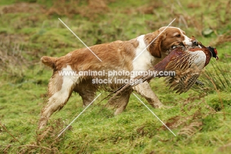 Welsh Springer Spaniel retrieving pheasant