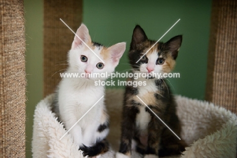 two calico kittens sitting next to each other