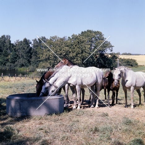 group of Shagya Arab mares and foals  drinking