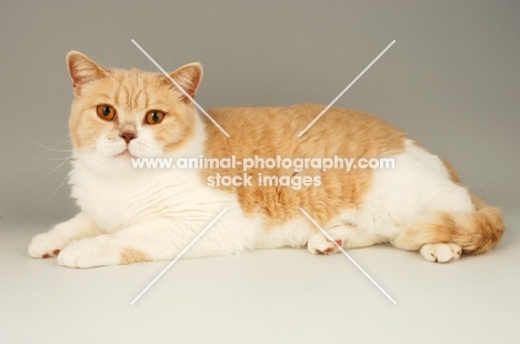 british shorthair lying down, bi-colour, cream and white