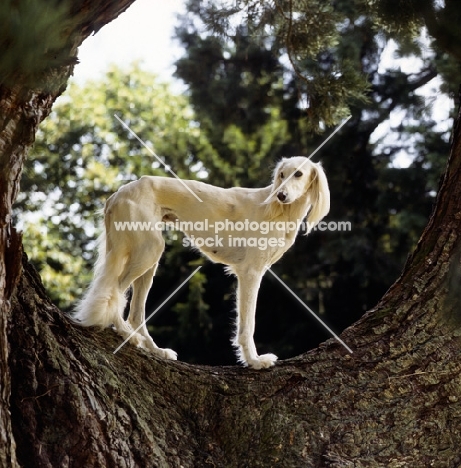 ch. Burydown Iphigenia, Saluki standing  in curve of tree