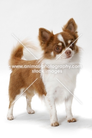 Champion Longhaired Chihuahua, standing in studio
