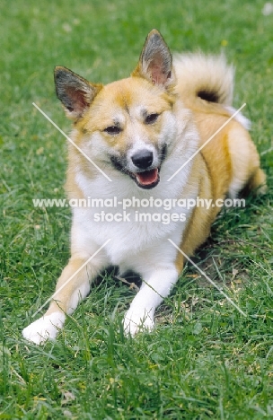 Iceland dog, looking cheerful