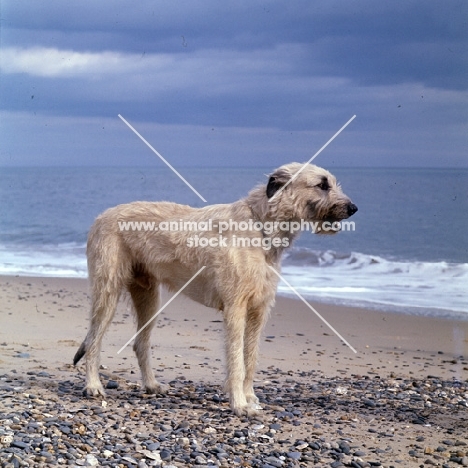 ballykelly torram, irish wolfhound on seashore