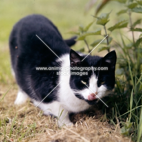 black and white cat licking her lips