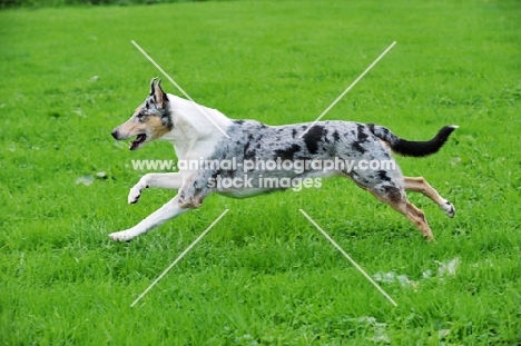 smooth Collie, running on grass