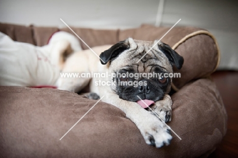 pug lying down with tongue out and paws outstretched