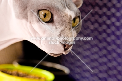 sphynx cat at home