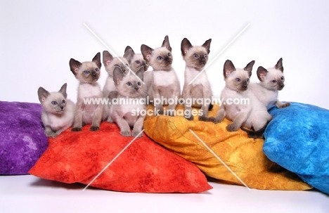 litter of 9 Siamese kittens