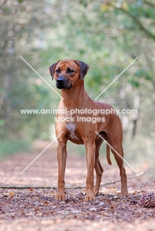 Rhodesian Ridgeback