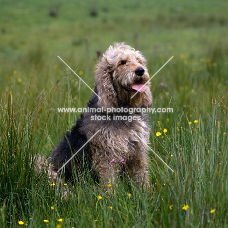 otterhound sitting  in a field