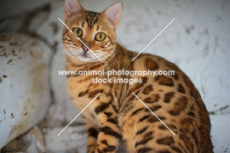 Bengal cat looking at camera
