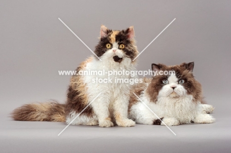 Seal Point & White Selkirk Rex, together with a Tortoiseshell & White Selkirk Rex
